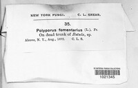 Fomes fomentarius image
